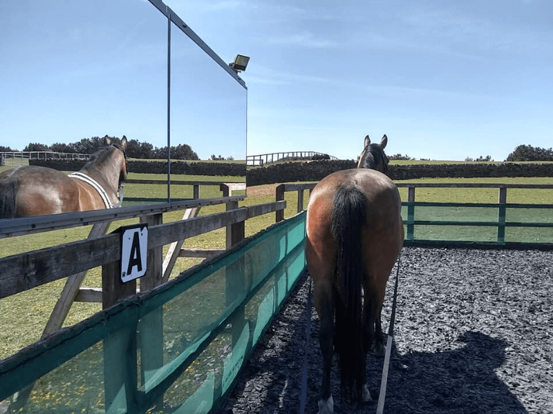 Helen_Barrett_Equestrian_Long_Reining